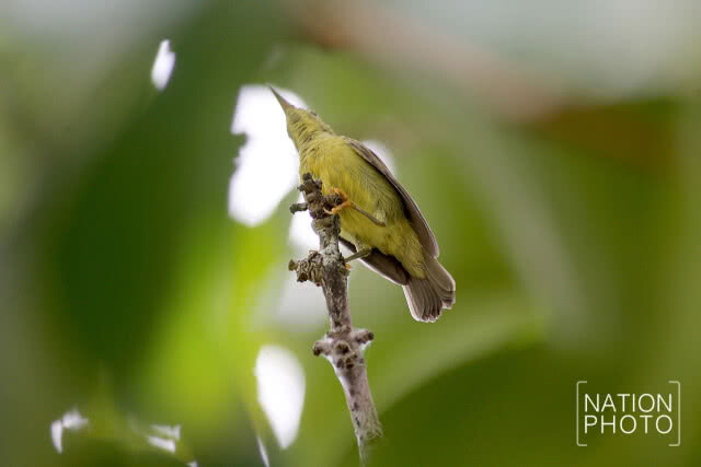 นกน้อยเริงร่า
หลังฝนเม็ดฝนซา ปักษ์ใต้ยามวสันต์ฤดู