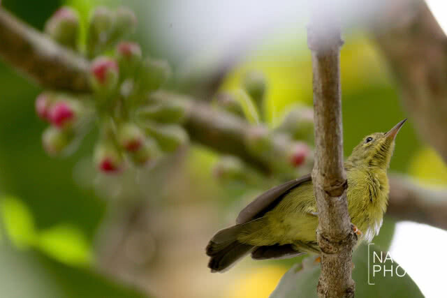 นกน้อยเริงร่า
หลังฝนเม็ดฝนซา ปักษ์ใต้ยามวสันต์ฤดู