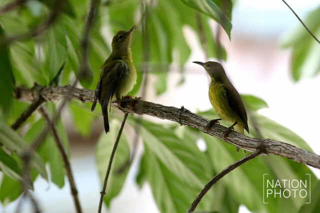 นกน้อยเริงร่า
หลังฝนเม็ดฝนซา ปักษ์ใต้ยามวสันต์ฤดู
