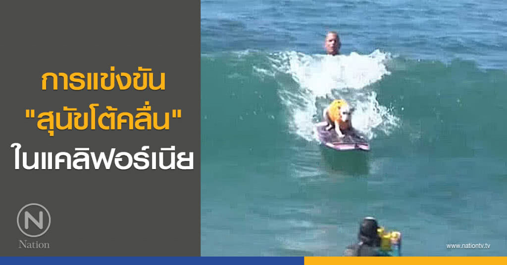 แข่งขัน "สุนัขโต้คลื่น" ในแคลิฟอร์เนีย แข่งขัน "สุนัขโต้คลื่น" ในแคลิฟอร์เนีย