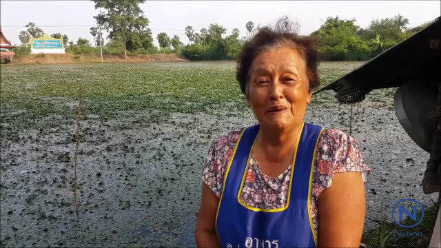 พลิกผืนนาที่ถูกน้ำท่วมซ้ำซากเป็นบึงกระจับสร้างรายได้