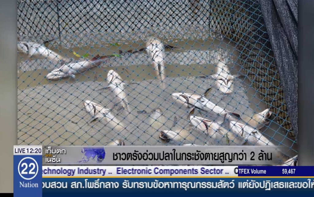 ชาวตรังอ่วม ปลาในกระชังตายสูญกว่า 2 ล้าน ชาวตรังอ่วม ปลาในกระชังตายสูญกว่า 2 ล้าน