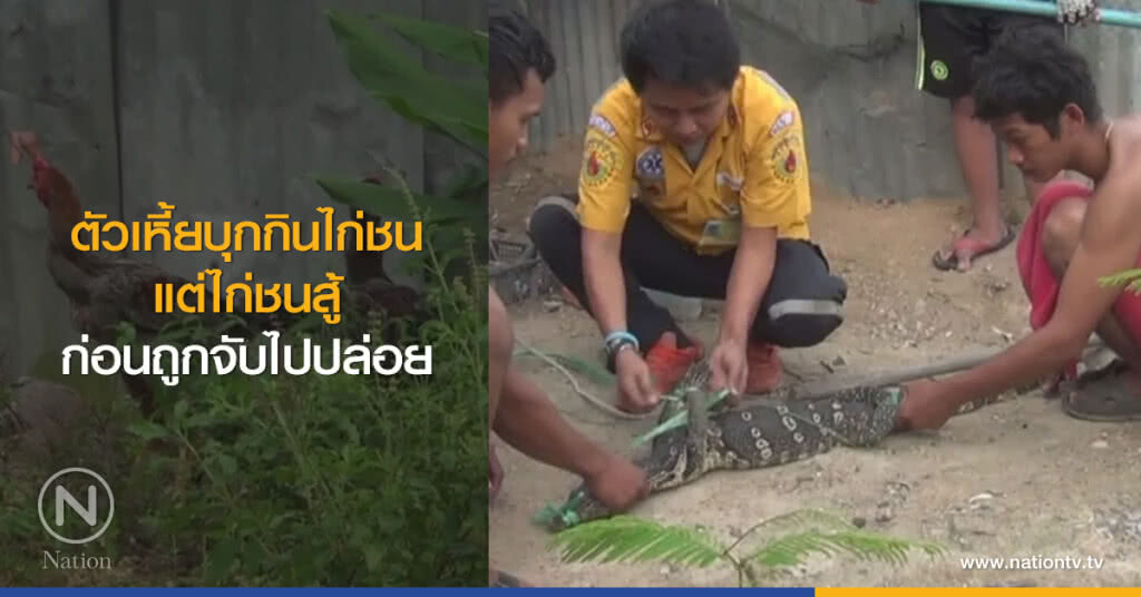 ตัวเหี้ยบุกกินไก่ชน
แต่ไก่ชนสู้
ก่อนถูกจับไปปล่อย ตัวเหี้ยบุกกินไก่ชน
แต่ไก่ชนสู้
ก่อนถูกจับไปปล่อย