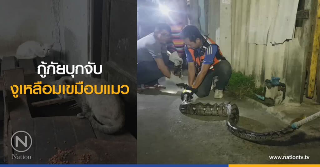 กู้ภัยบุกจับ
งูเหลือมเขมือบแมว กู้ภัยบุกจับ
งูเหลือมเขมือบแมว
