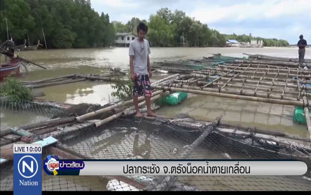 ปลากระชัง จ.ตรัง น็อคน้ำตายเกลื่อน ปลากระชัง จ.ตรัง น็อคน้ำตายเกลื่อน
