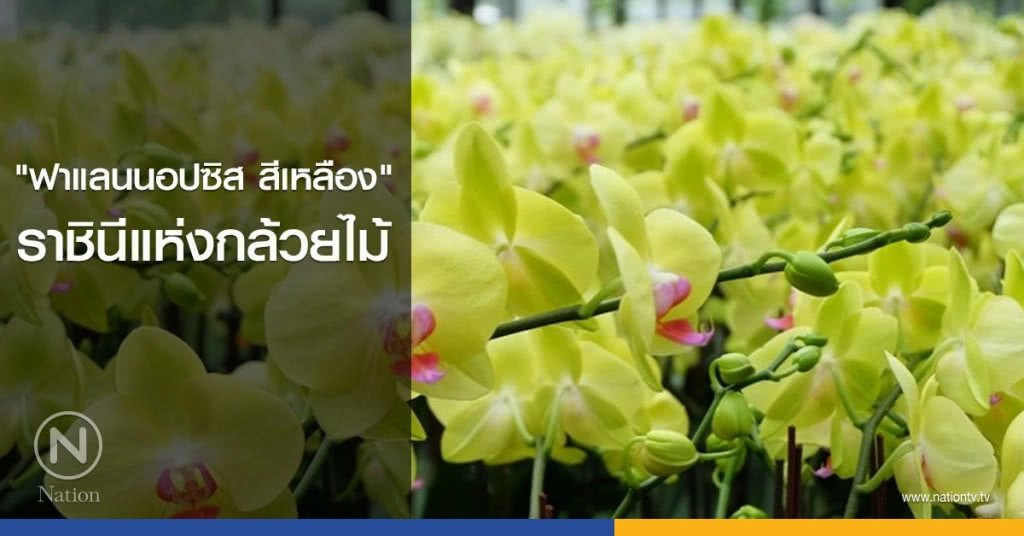 "ฟาแลนนอปซิส สีเหลือง" ราชินีแห่งกล้วยไม้