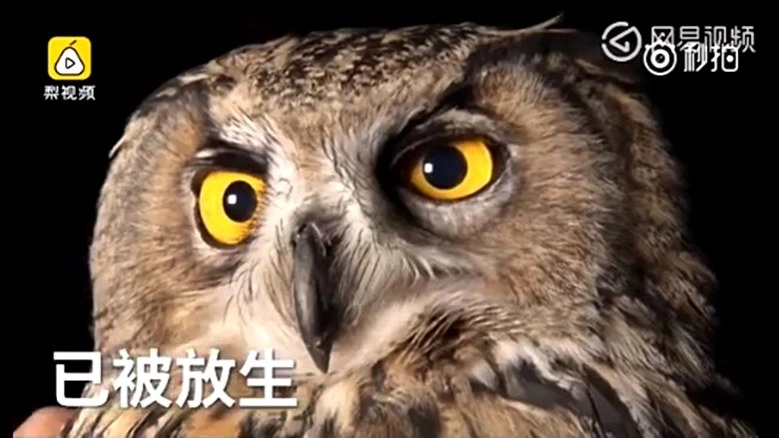 จนมุม! จับนกฮูกแสบแอบย่องกิน‘ห่าน’