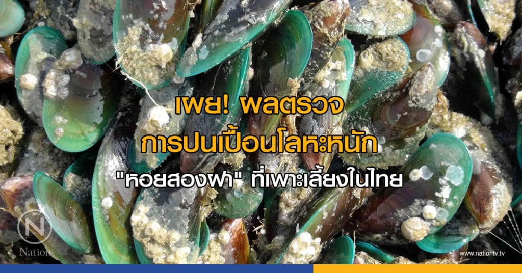 เผย! ผลตรวจการปนเปื้อนโลหะหนัก "หอยสองฝา" ที่เพาะเลี้ยงในไทย