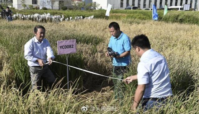 ข้าวทนดินเค็ม ‘Sea rice’ ให้ผลผลิตเกินคาด !!