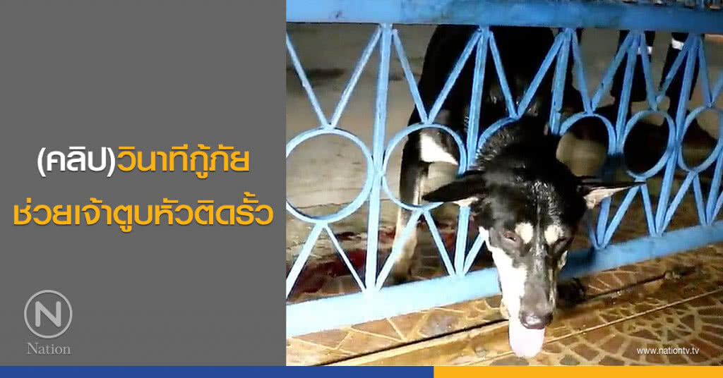 (คลิป)วินาทีกู้ภัยช่วยเจ้าตูบหัวติดรั้ว (คลิป)วินาทีกู้ภัยช่วยเจ้าตูบหัวติดรั้ว