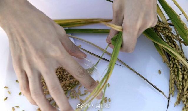 ข้าวทนดินเค็ม ‘Sea rice’ ให้ผลผลิตเกินคาด !!