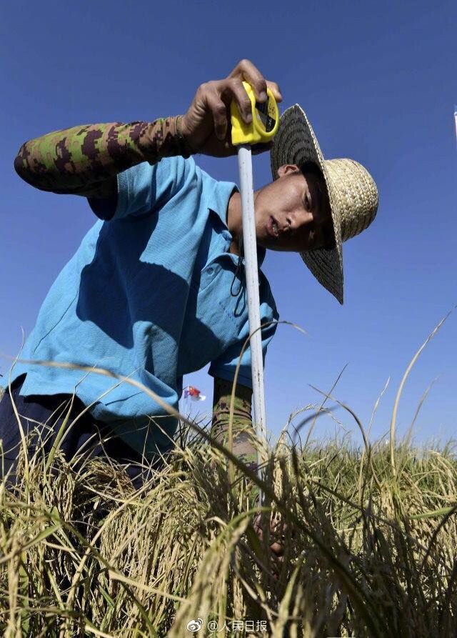 ข้าวทนดินเค็ม ‘Sea rice’ ให้ผลผลิตเกินคาด !!