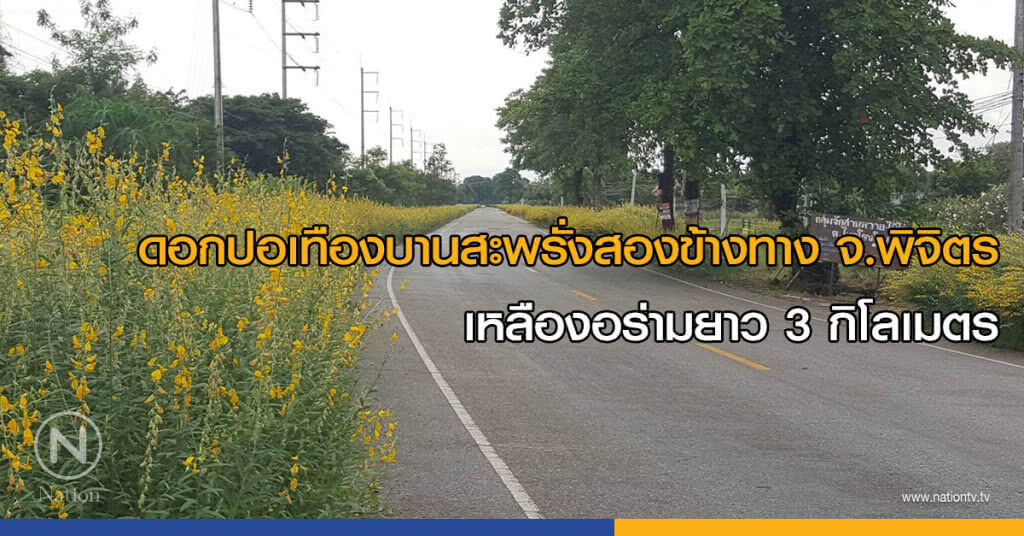 ดอกปอเทืองบานสะพรั่งสองข้างทาง จ.พิจิตร เหลืองอร่ามยาว 3 กิโลเมตร