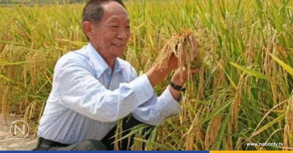 ข้าวทนดินเค็ม ‘Sea rice’ ให้ผลผลิตเกินคาด !! ข้าวทนดินเค็ม ‘Sea rice’ ให้ผลผลิตเกินคาด !!