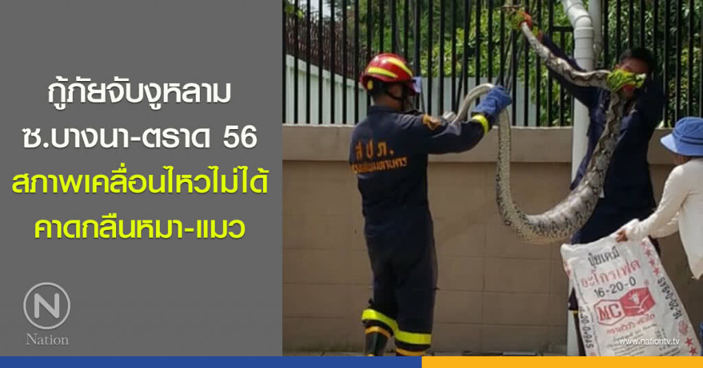 กู้ภัยจับงูหลาม ซ.บางนา-ตราด 56 สภาพเคลื่อนไหวไม่ได้ คาดกลืนหมา-แมว กู้ภัยจับงูหลาม ซ.บางนา-ตราด 56 สภาพเคลื่อนไหวไม่ได้ คาดกลืนหมา-แมว