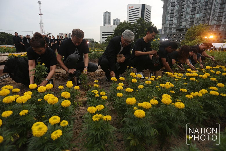 (ภาพชุด) ปลูกดอกดาวเรือง ให้บานสะพรั่ง ใจกลางกรุงเทพฯ