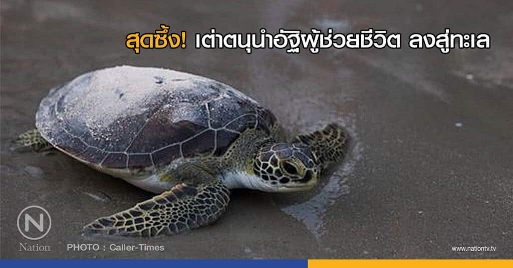 สุดซึ้ง! เต่าตนุนำอัฐิผู้ช่วยชีวิต ลงสู่ทะเล สุดซึ้ง! เต่าตนุนำอัฐิผู้ช่วยชีวิต ลงสู่ทะเล