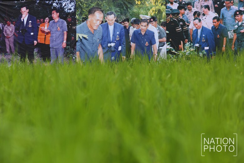 (ภาพชุด) ปลูกดอกดาวเรือง ให้บานสะพรั่ง ใจกลางกรุงเทพฯ