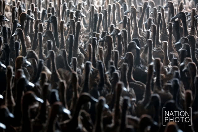 ที่สุดแห่งใข่เป็ด! ของดีเมืองสงขลา สู่ตลาดทั่วภาคใต้