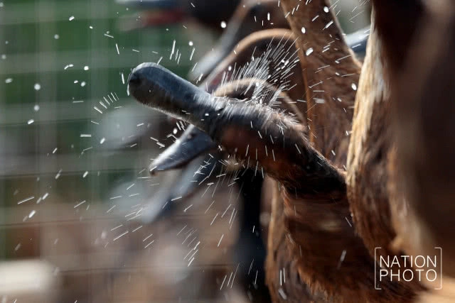 ที่สุดแห่งใข่เป็ด! ของดีเมืองสงขลา สู่ตลาดทั่วภาคใต้