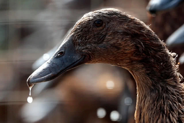 ที่สุดแห่งใข่เป็ด! ของดีเมืองสงขลา สู่ตลาดทั่วภาคใต้