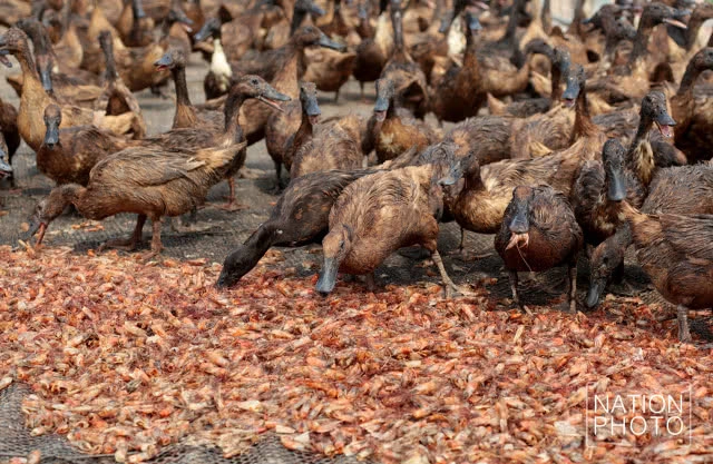 ที่สุดแห่งใข่เป็ด! ของดีเมืองสงขลา สู่ตลาดทั่วภาคใต้