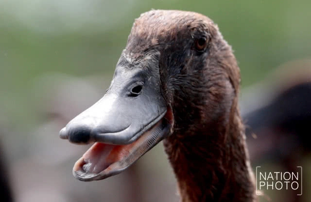 ที่สุดแห่งใข่เป็ด! ของดีเมืองสงขลา สู่ตลาดทั่วภาคใต้