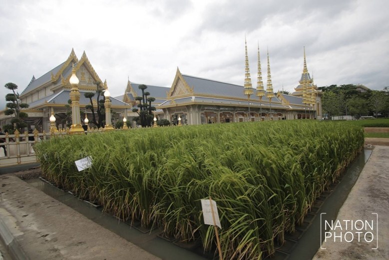 (ภาพชุด) แปลงนาข้าว ประกอบพระเมรุมาศ