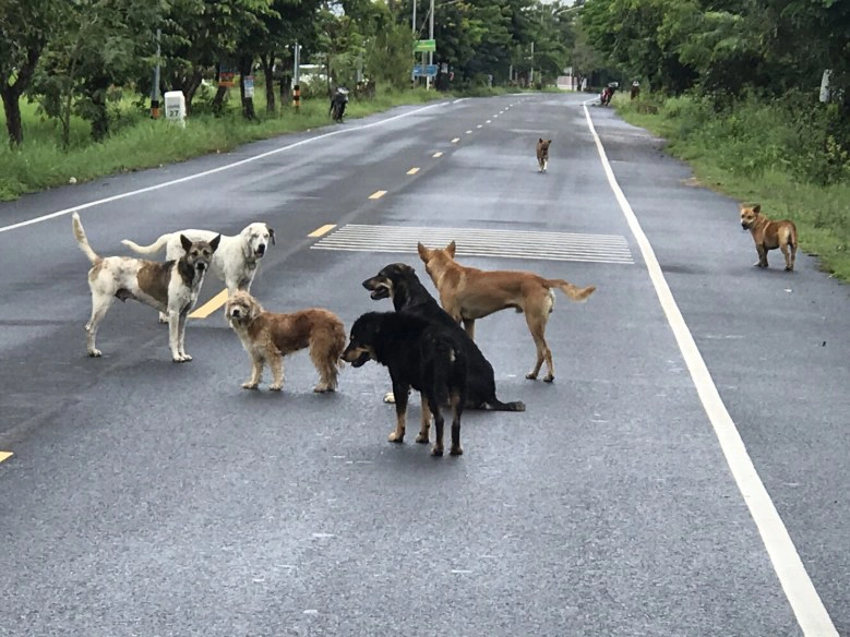 "สุนัข"กว่า50ตัวเฝ้าเพื่อนถูกรถชนกลางถนน
