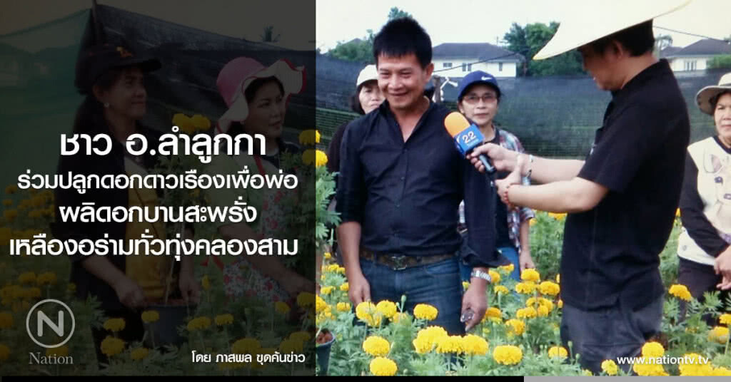 ชาว อ.ลำลูกกา ร่วมปลูกดอกดาวเรืองเพื่อพ่อ
ผลิดอกบานสะพรั่ง
เหลืองอร่ามทั่วทุ่งคลองสาม