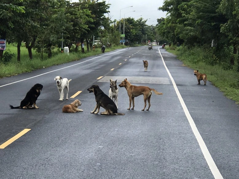 "สุนัข"กว่า50ตัวเฝ้าเพื่อนถูกรถชนกลางถนน