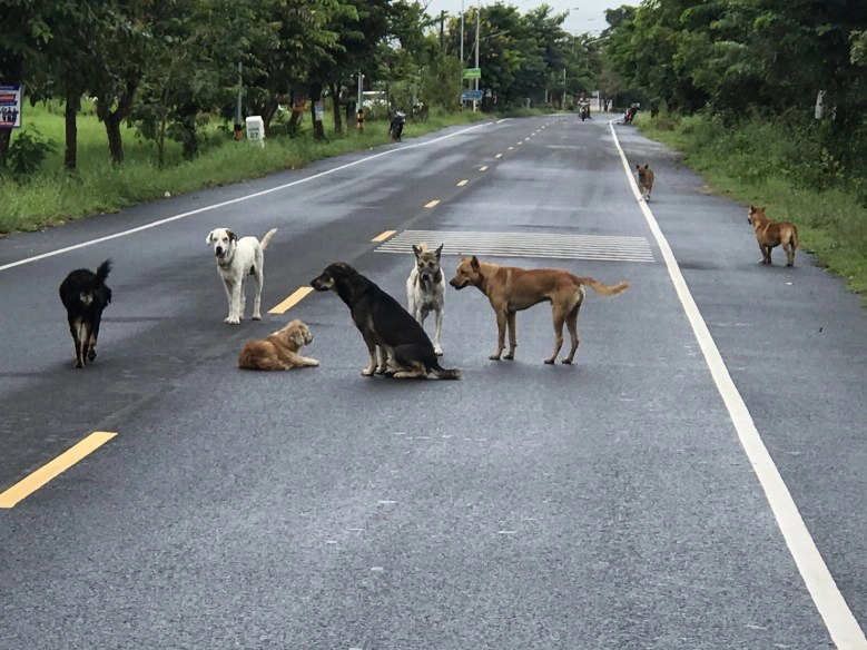 "สุนัข"กว่า50ตัวเฝ้าเพื่อนถูกรถชนกลางถนน