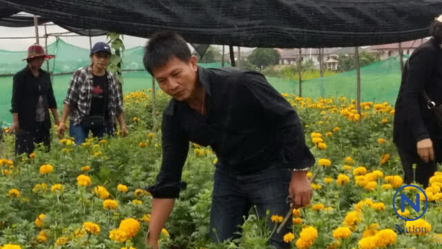 ชาว อ.ลำลูกกา ร่วมปลูกดอกดาวเรืองเพื่อพ่อ
ผลิดอกบานสะพรั่ง
เหลืองอร่ามทั่วทุ่งคลองสาม