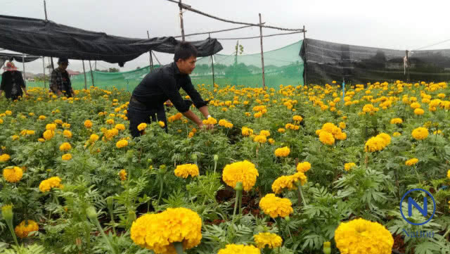 ชาว อ.ลำลูกกา ร่วมปลูกดอกดาวเรืองเพื่อพ่อ
ผลิดอกบานสะพรั่ง
เหลืองอร่ามทั่วทุ่งคลองสาม