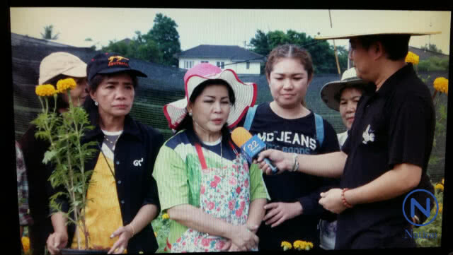 ชาว อ.ลำลูกกา ร่วมปลูกดอกดาวเรืองเพื่อพ่อ
ผลิดอกบานสะพรั่ง
เหลืองอร่ามทั่วทุ่งคลองสาม