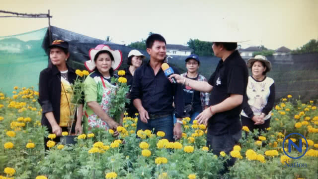 ชาว อ.ลำลูกกา ร่วมปลูกดอกดาวเรืองเพื่อพ่อ
ผลิดอกบานสะพรั่ง
เหลืองอร่ามทั่วทุ่งคลองสาม