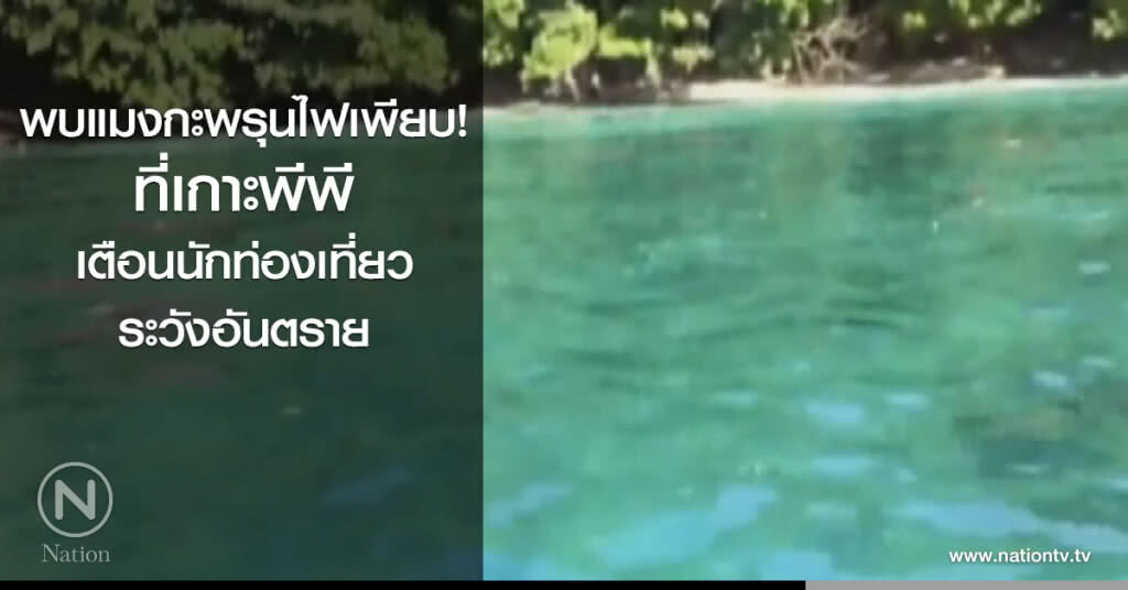 พบแมงกะพรุนไฟเพียบ! ที่เกาะพีพี เตือน นทท.ระวังอันตราย พบแมงกะพรุนไฟเพียบ! ที่เกาะพีพี เตือน นทท.ระวังอันตราย