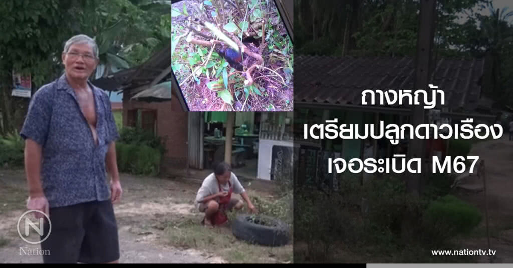 ถางหญ้า
เตรียมปลูกดาวเรือง
เจอระเบิด M67 ถางหญ้า
เตรียมปลูกดาวเรือง
เจอระเบิด M67