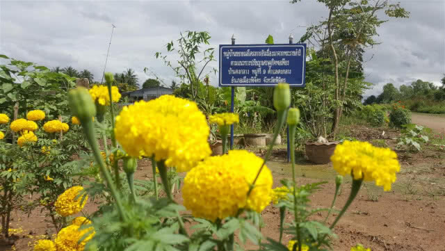 หมู่บ้านเกษตรพอเพียงปลูกต้นดาวเรืองสัญลักษณ์รูปหัวใจ