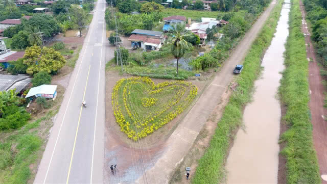 หมู่บ้านเกษตรพอเพียงปลูกต้นดาวเรืองสัญลักษณ์รูปหัวใจ