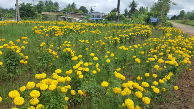 หมู่บ้านเกษตรพอเพียงปลูกต้นดาวเรืองสัญลักษณ์รูปหัวใจ