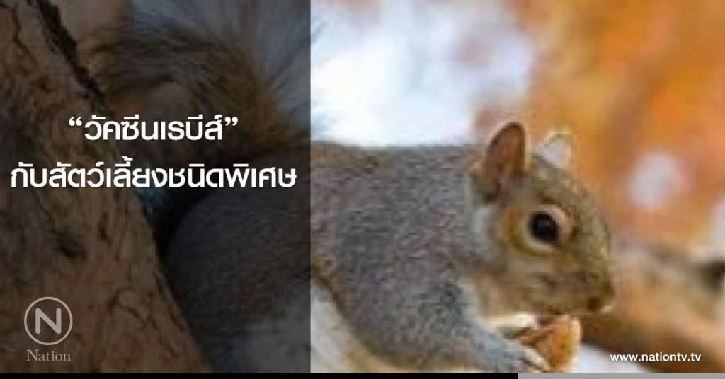 "วัคซีนเรบีส์" กับสัตว์เลี้ยงชนิดพิเศษ