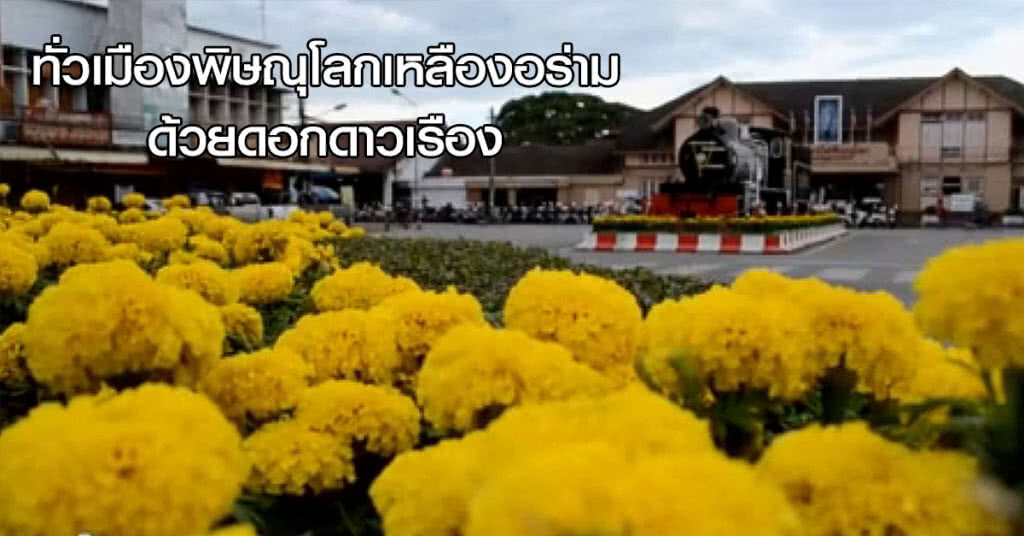 ทั่วเมืองพิษณุโลกเหลืองอร่ามด้วยดอกดาวเรือง ทั่วเมืองพิษณุโลกเหลืองอร่ามด้วยดอกดาวเรือง