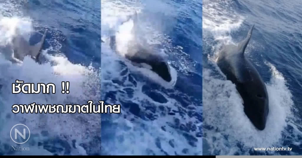 ชัดมาก !! วาฬเพชฌฆาตในไทย