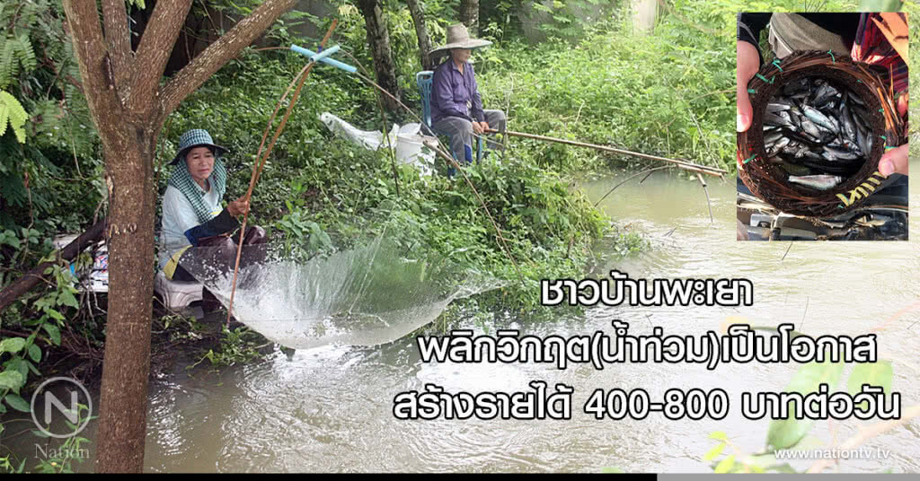 ชาวบ้านพะเยา พลิกวิกฤต(น้ำท่วม)เป็นโอกาส สร้างรายได้ 400-800 บาทต่อวัน