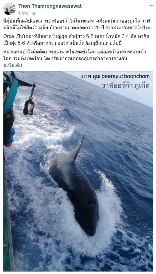 ชัดมาก !! วาฬเพชฌฆาตในไทย
