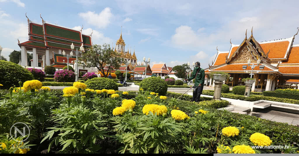 ประดับต้นดาวเรืองเกาะกลางถนนราชดำเนินกลางให้เหลืองบานสะพรั่งพร้อมกันทั่วกรุงเทพฯ ประดับต้นดาวเรืองเกาะกลางถนนราชดำเนินกลางให้เหลืองบานสะพรั่งพร้อมกันทั่วกรุงเทพฯ