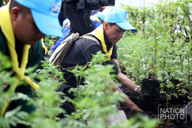 ประดับต้นดาวเรืองเกาะกลางถนนราชดำเนินกลางให้เหลืองบานสะพรั่งพร้อมกันทั่วกรุงเทพฯ