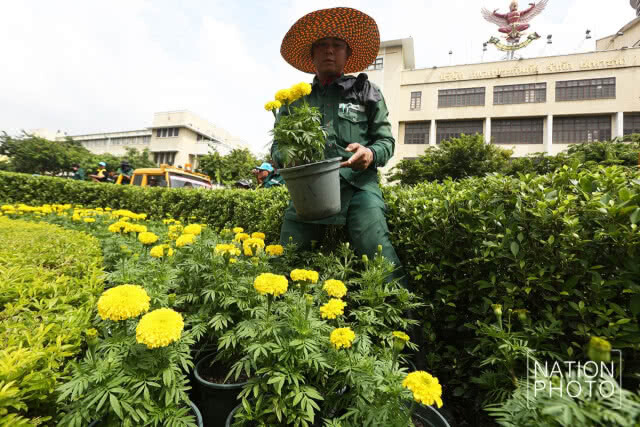 ประดับต้นดาวเรืองเกาะกลางถนนราชดำเนินกลางให้เหลืองบานสะพรั่งพร้อมกันทั่วกรุงเทพฯ