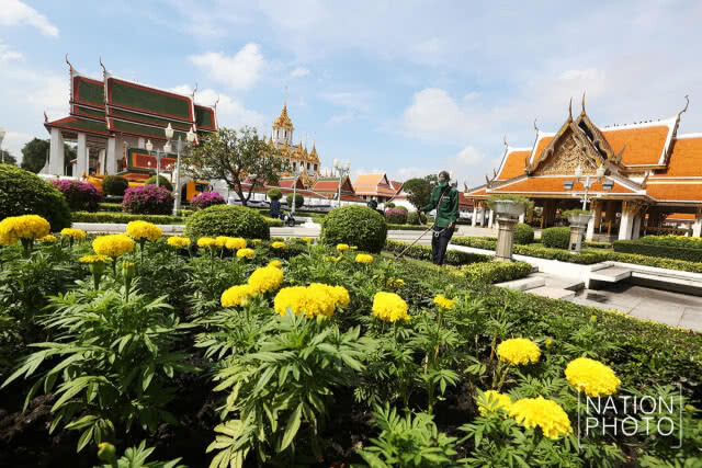 ประดับต้นดาวเรืองเกาะกลางถนนราชดำเนินกลางให้เหลืองบานสะพรั่งพร้อมกันทั่วกรุงเทพฯ